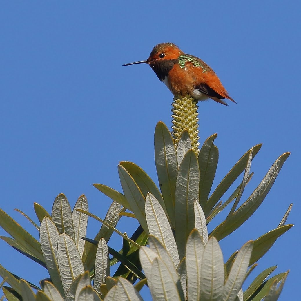 Allen's Hummingbird - Keith Leland