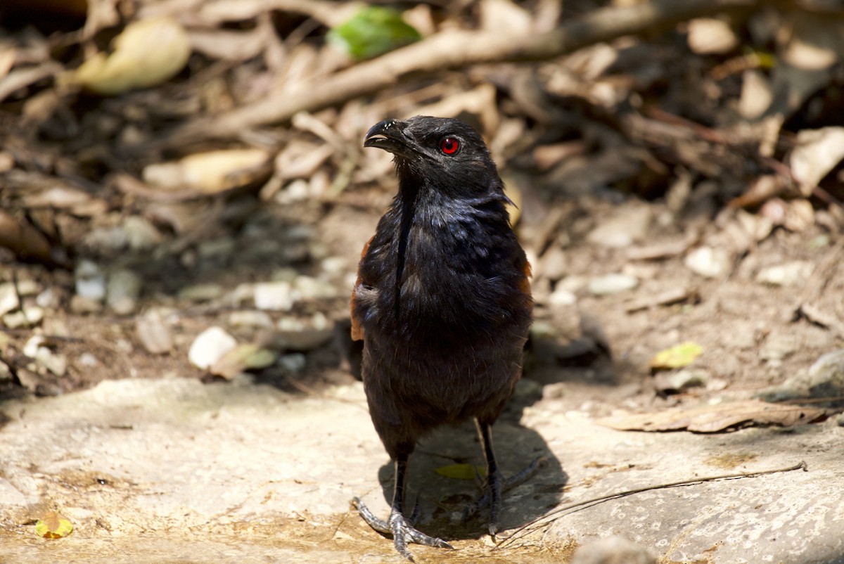 Greater Coucal - ML146355311
