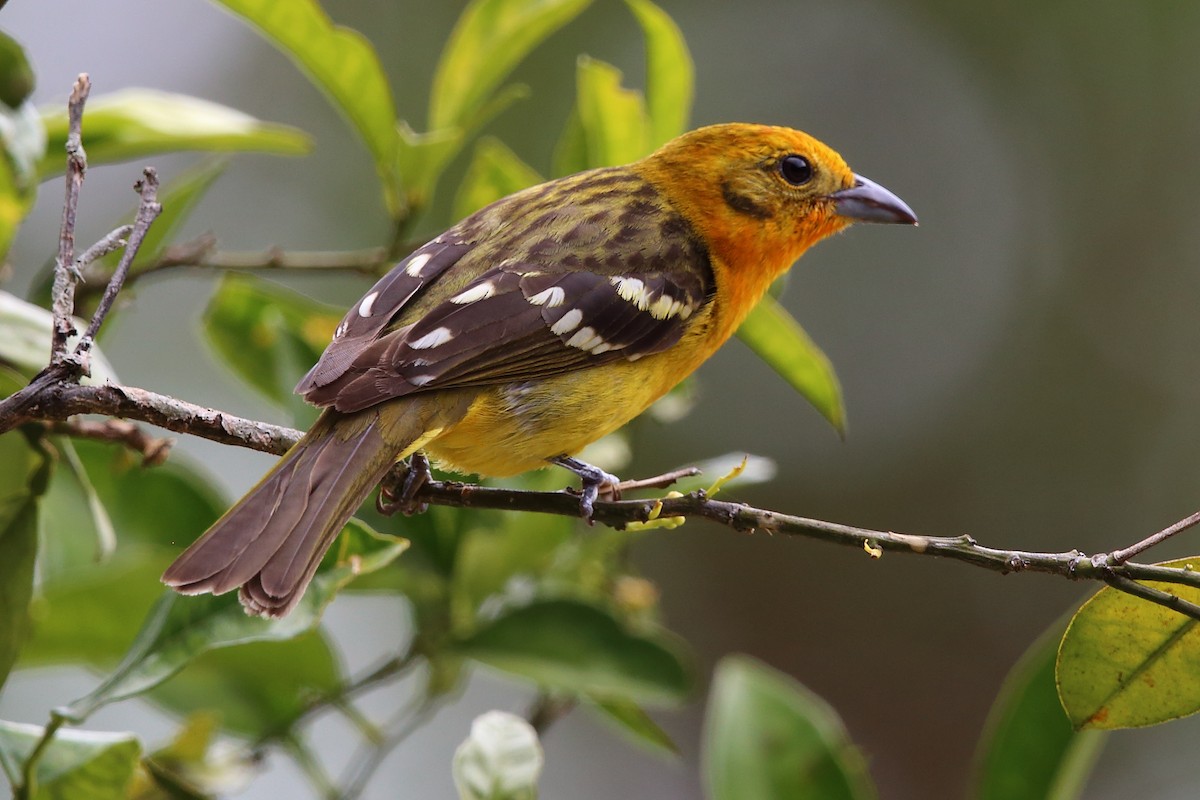 Flame-colored Tanager - Bob Shettler