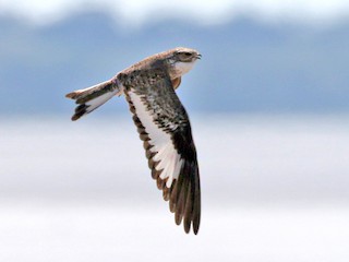 นกเต็มวัย - Charley Hesse TROPICAL BIRDING - ML146355501