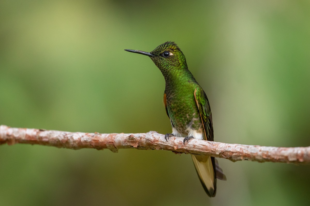 Buff-tailed Coronet - Louis Bevier