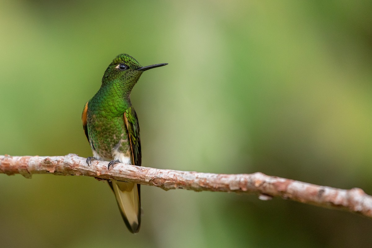 Buff-tailed Coronet - Louis Bevier