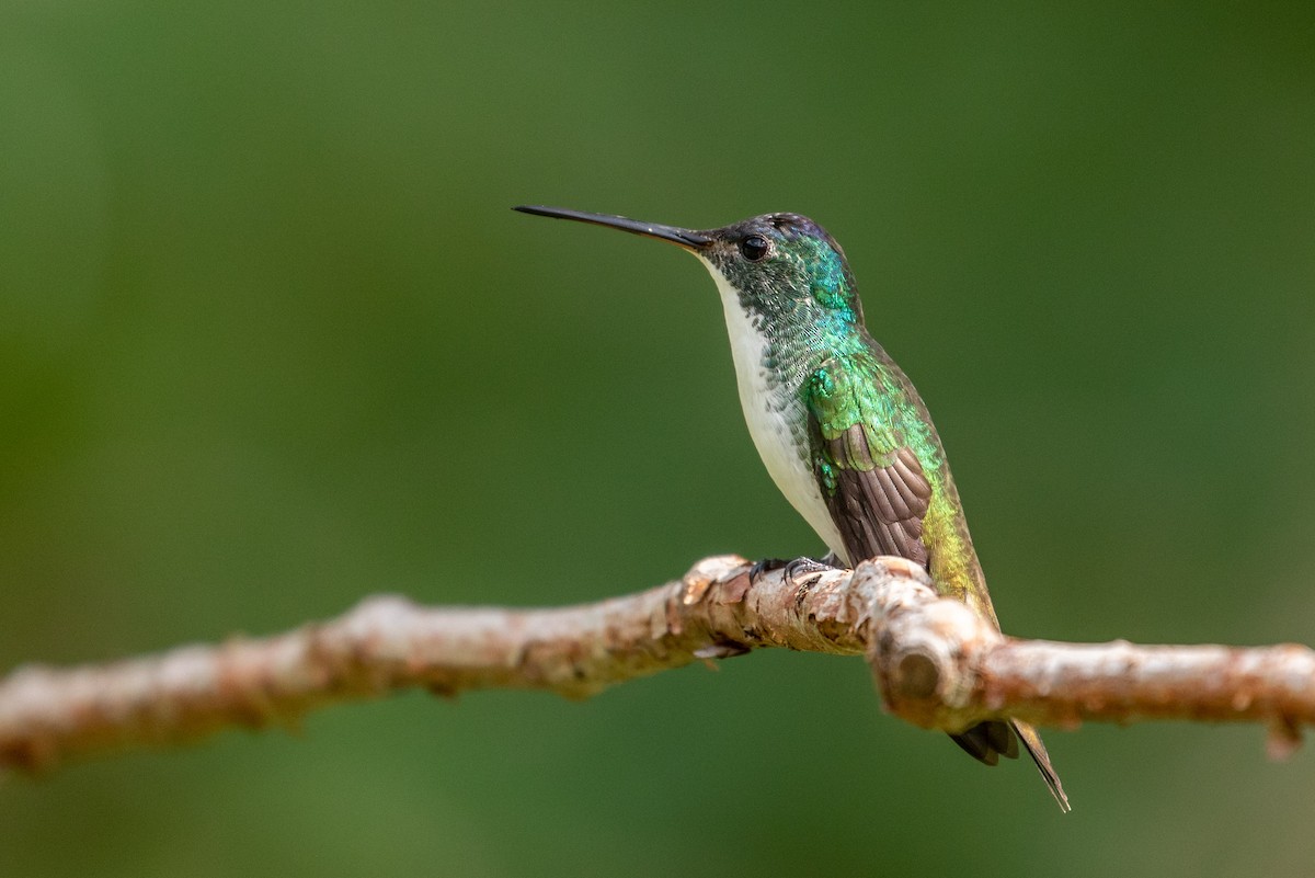 kolibřík andský - ML146355771