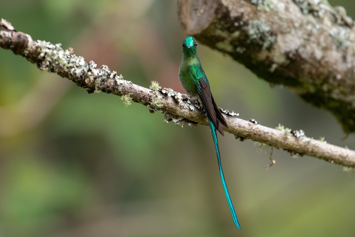 Long-tailed Sylph - ML146356581
