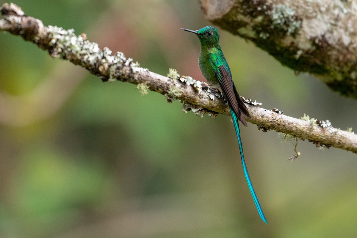 Long-tailed Sylph - ML146356601
