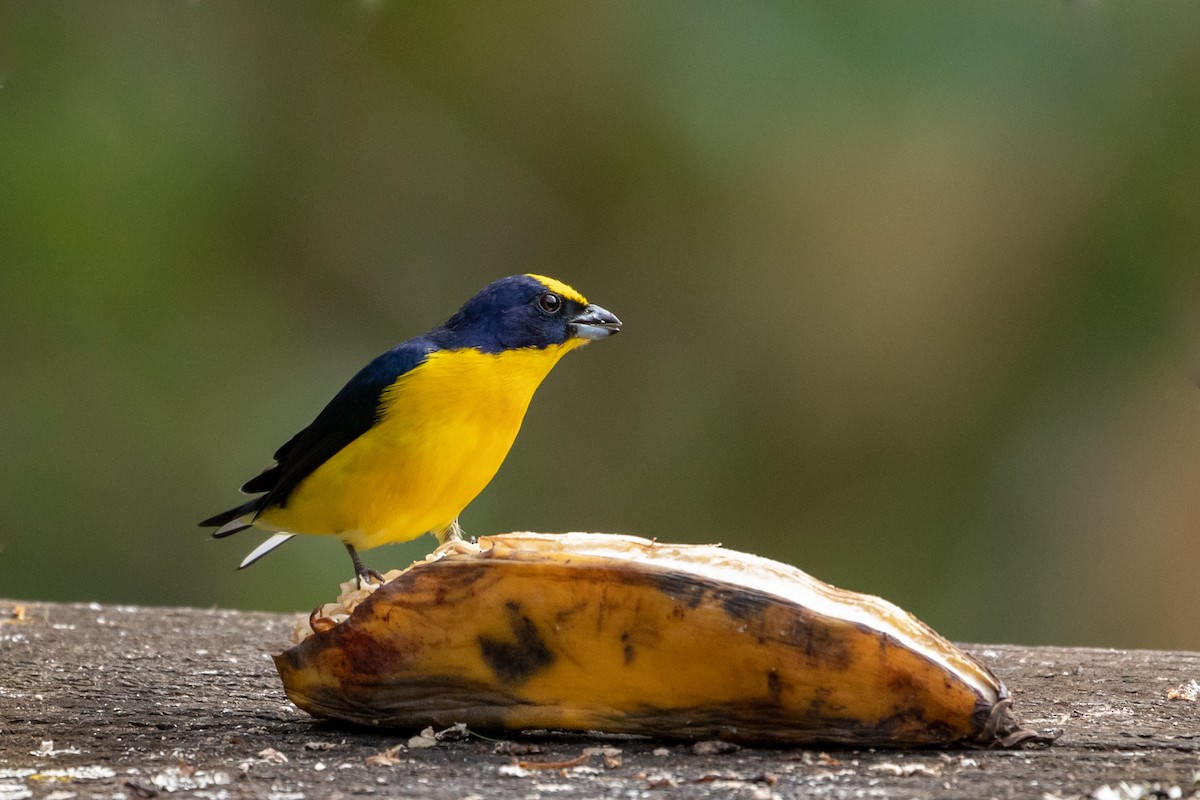Thick-billed Euphonia - Louis Bevier