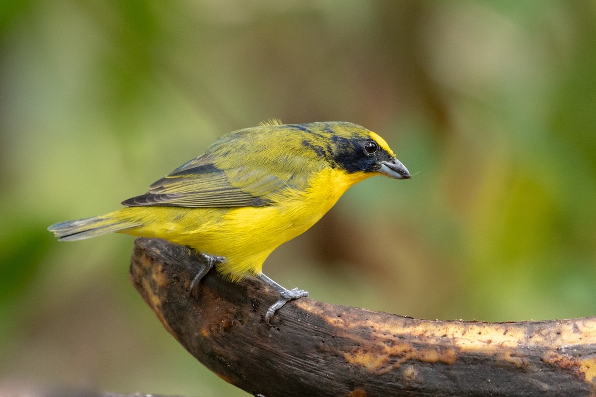 Thick-billed Euphonia - Louis Bevier