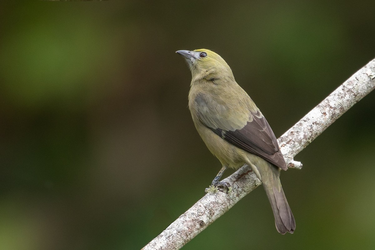 Palm Tanager - Louis Bevier
