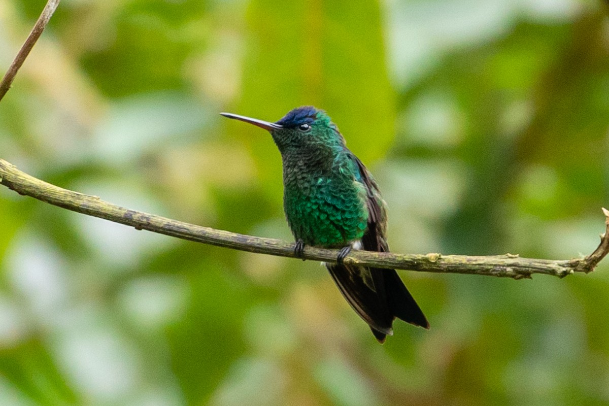 kolibřík indigovohlavý - ML146357281