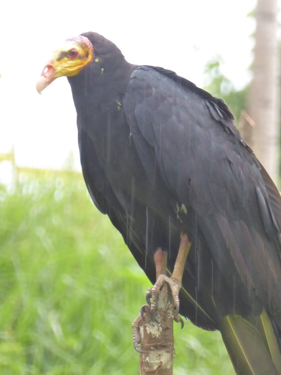 Greater Yellow-headed Vulture - ML146357411