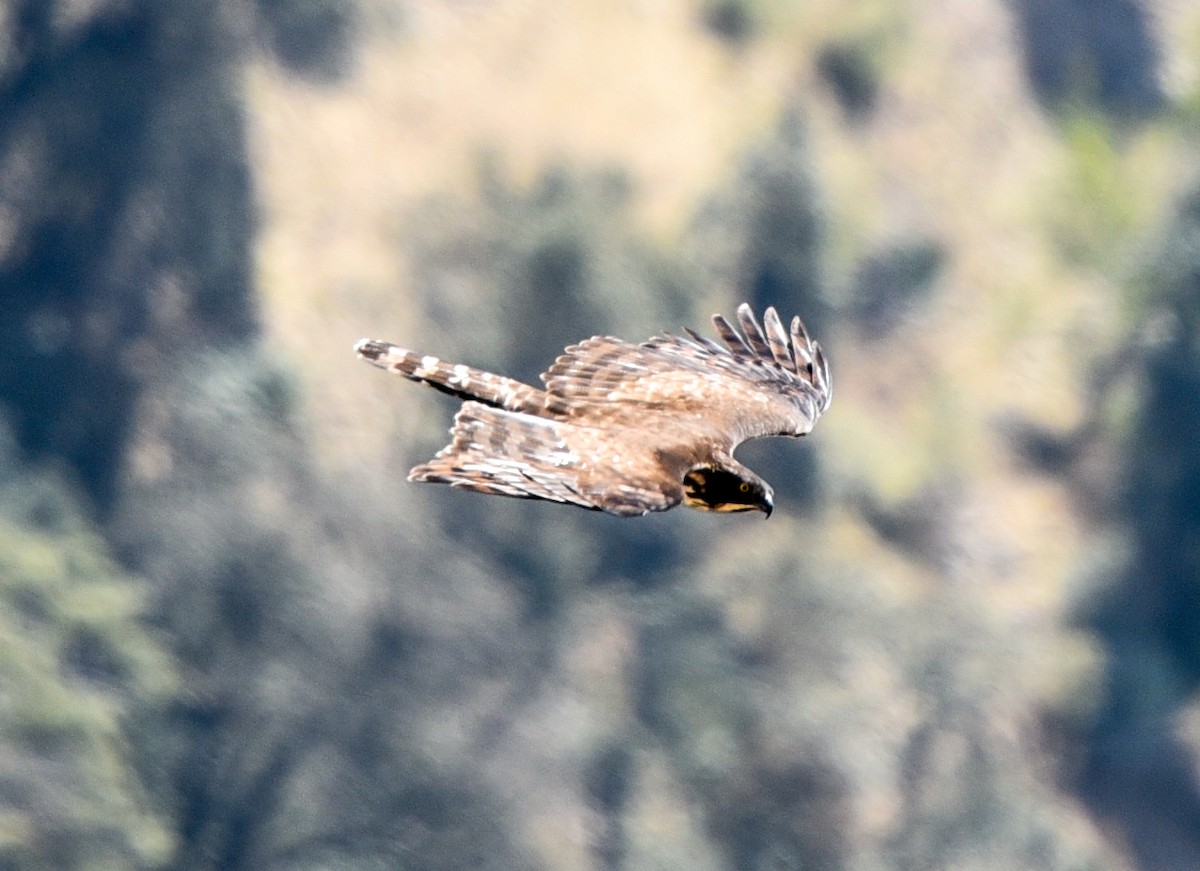 Mountain Hawk-Eagle - Bruce Wedderburn
