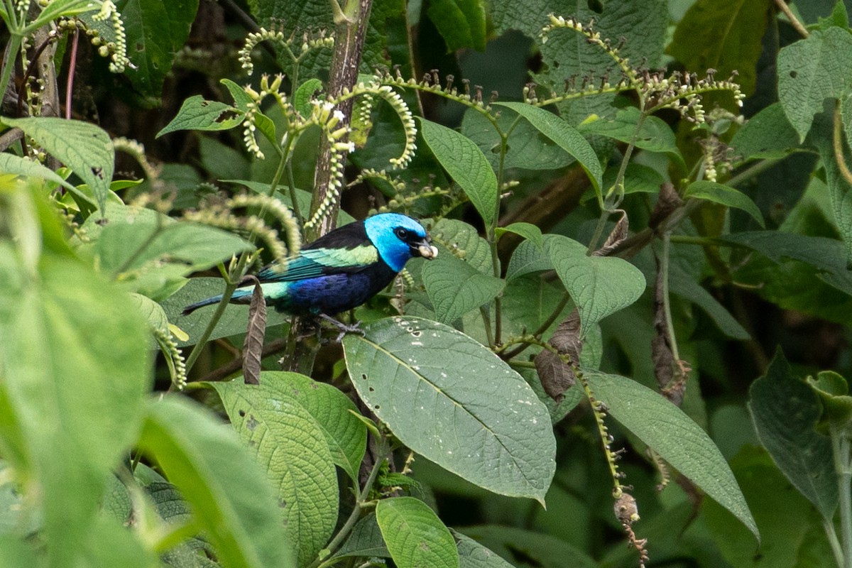 Blue-necked Tanager - Louis Bevier