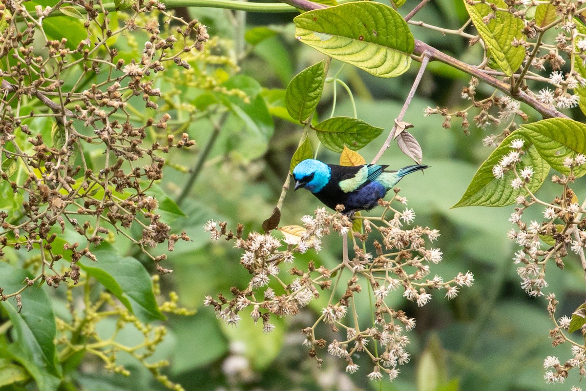 Blue-necked Tanager - ML146358131