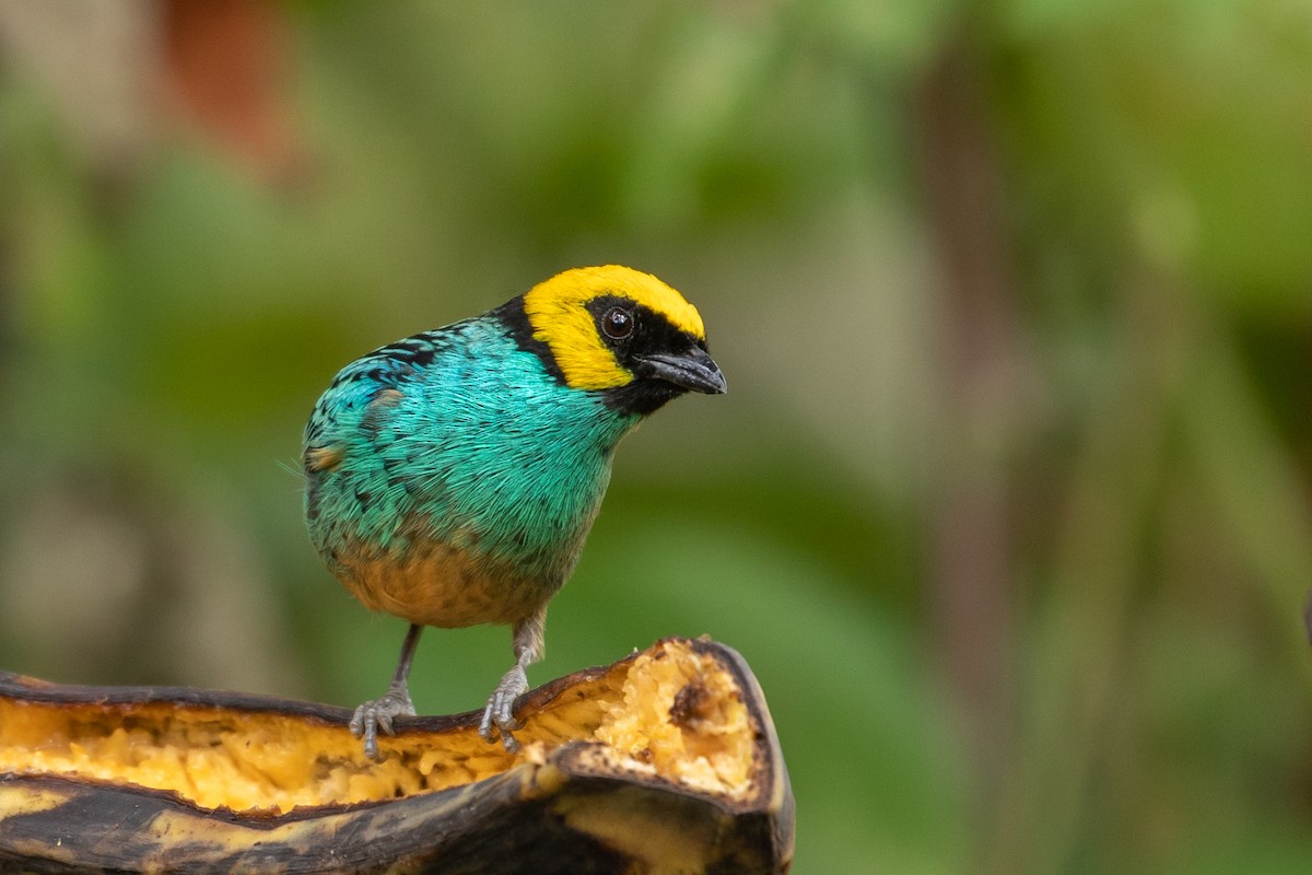 Saffron-crowned Tanager - ML146358571