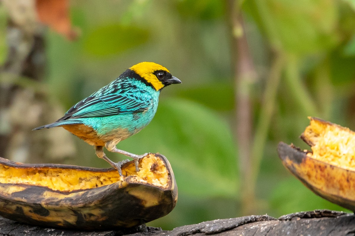 Saffron-crowned Tanager - ML146358581