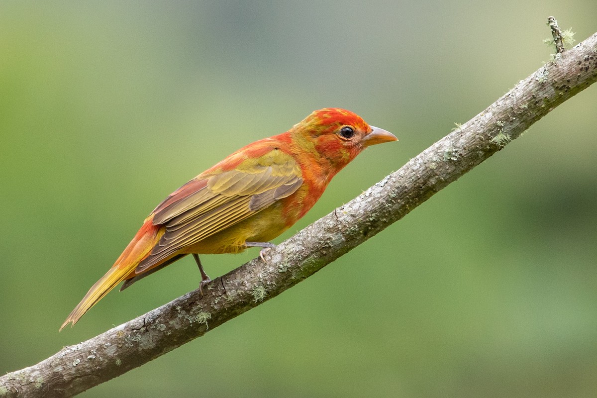 Summer Tanager - Louis Bevier