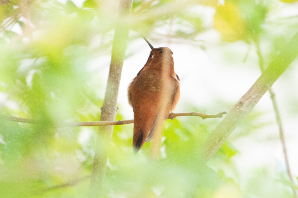 Rufous Hummingbird - Adam Jackson