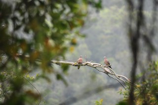 Spotted Dove, ML146361971