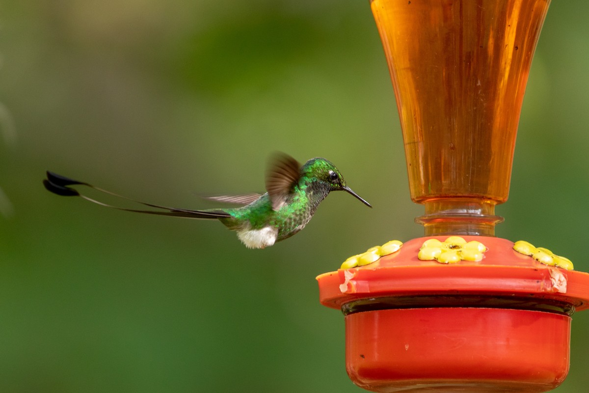 White-booted Racket-tail - ML146362071