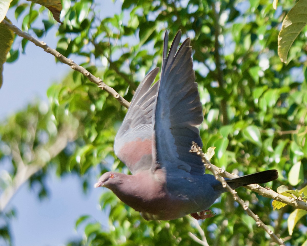 Red-billed Pigeon - Larry Waddell