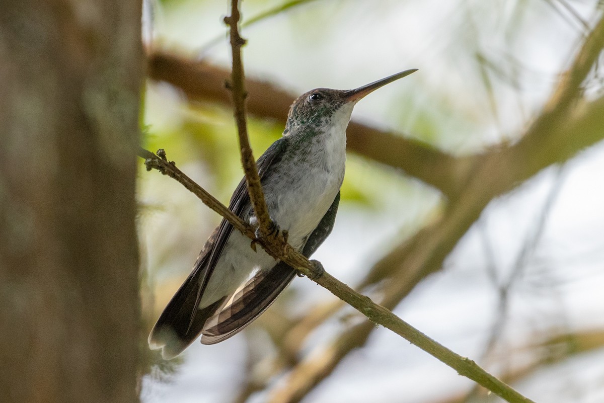 kolibřík andský - ML146362141