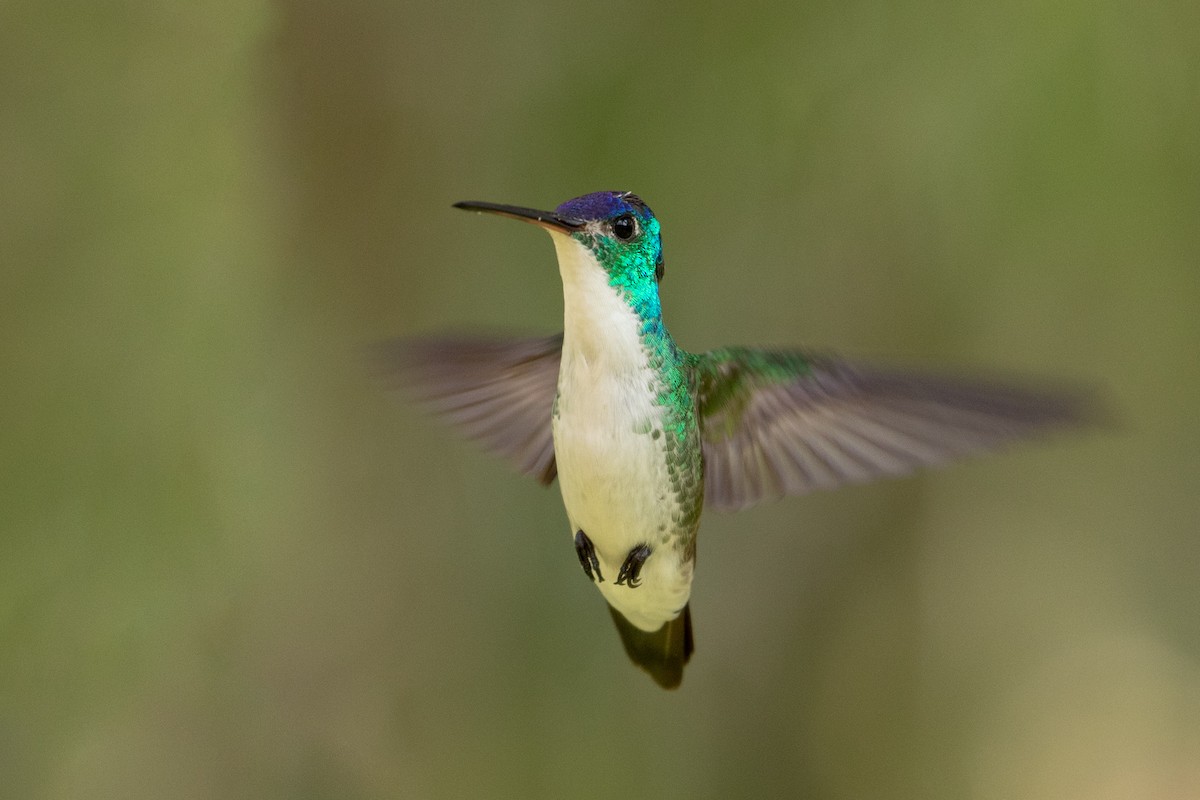 kolibřík andský - ML146362151