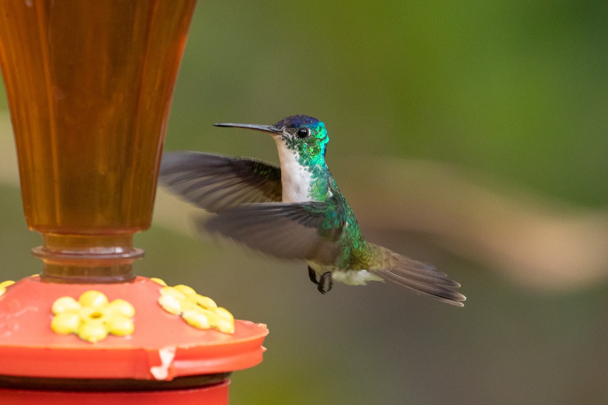 kolibřík andský - ML146362201