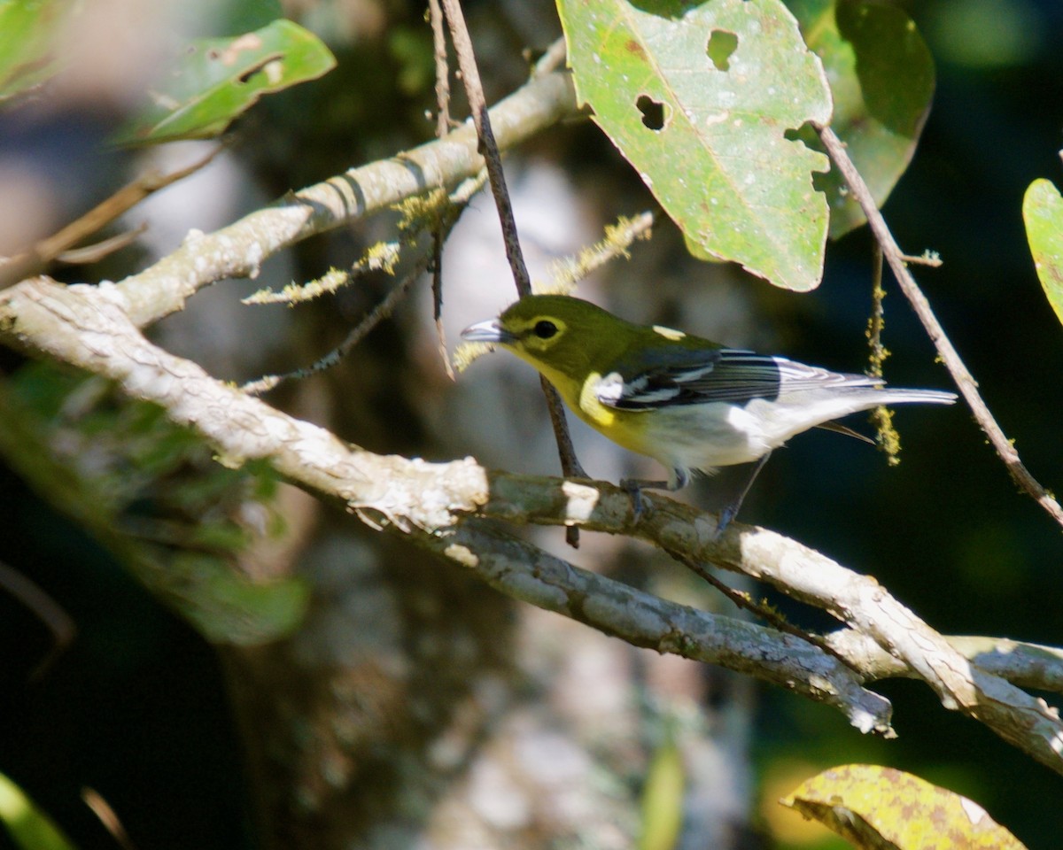 Yellow-throated Vireo - Larry Waddell