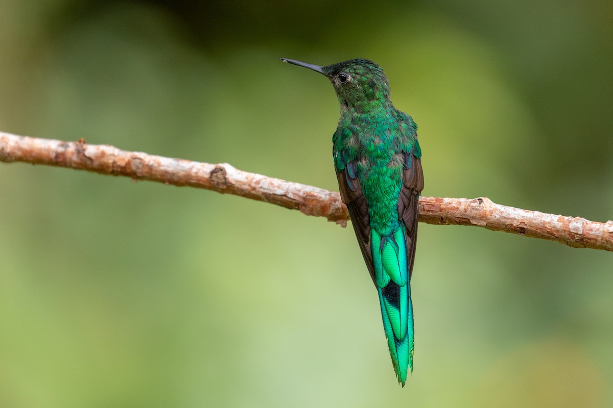 Long-tailed Sylph - ML146362641