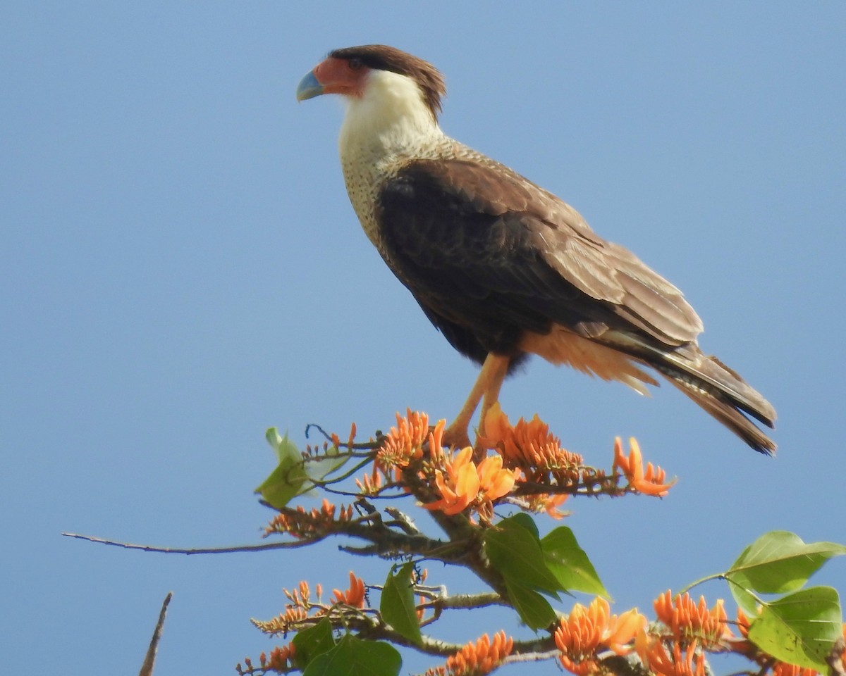 Crested Caracara (Northern) - Larry Waddell