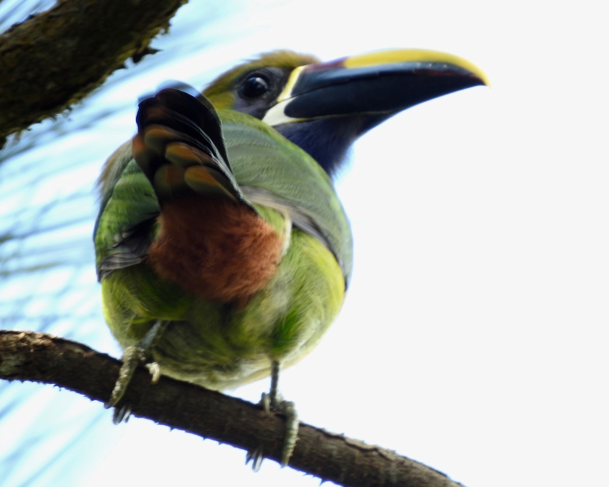 Northern Emerald-Toucanet - Larry Waddell