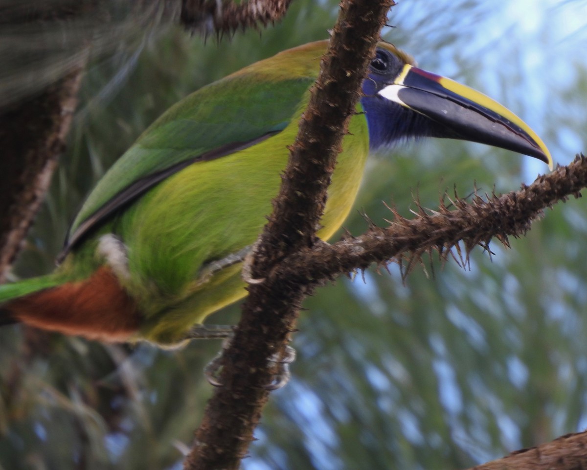 Northern Emerald-Toucanet - Larry Waddell
