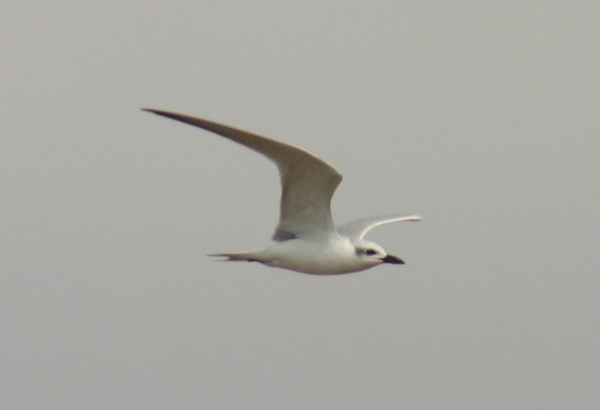 Gull-billed Tern - Kerry Ross