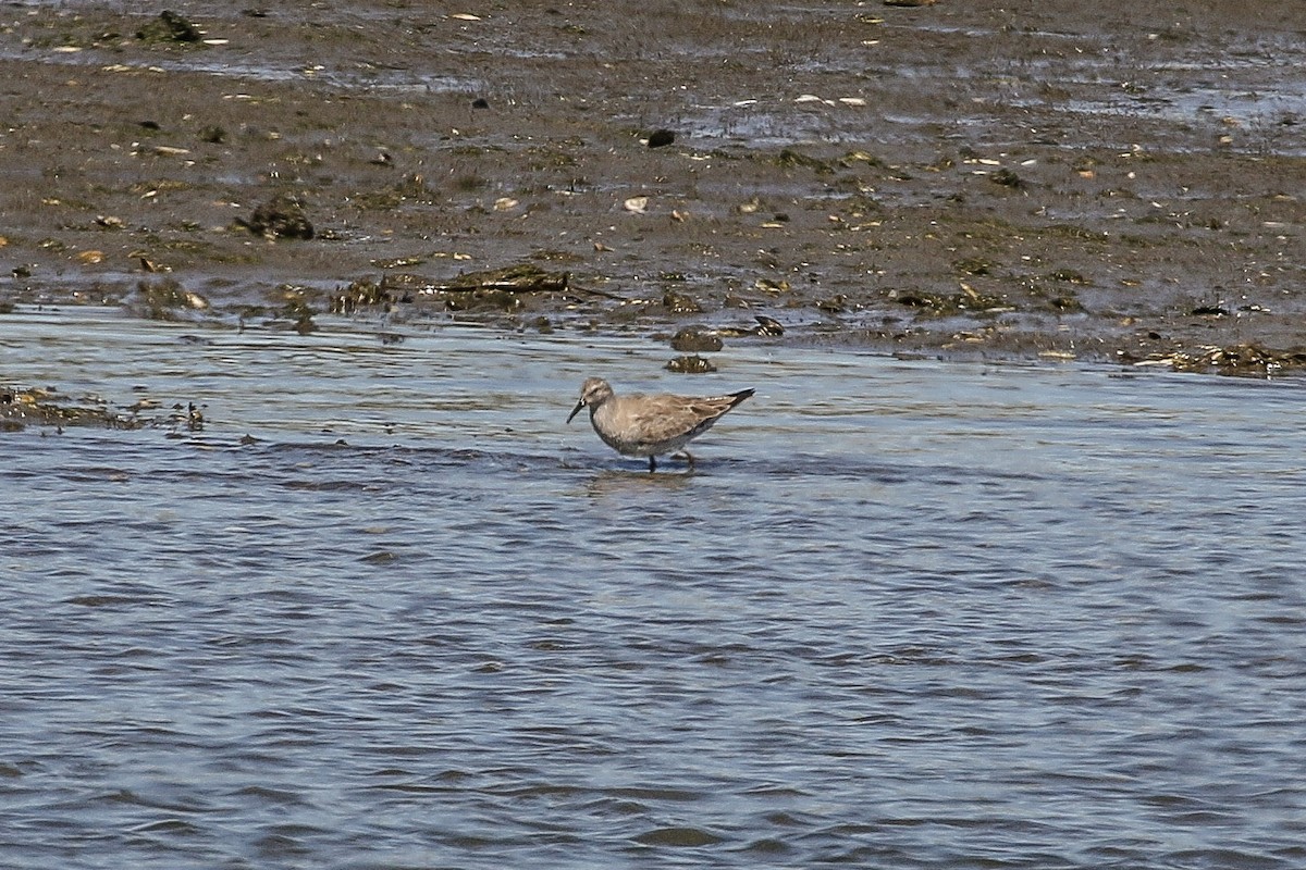 Red Knot - ML146371041