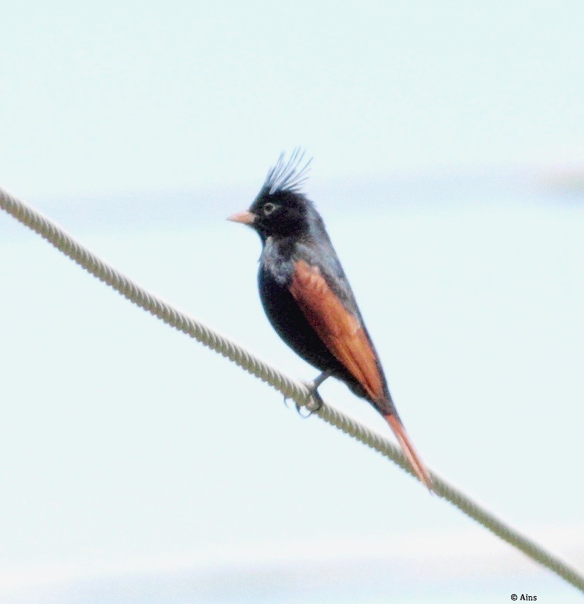Crested Bunting - ML146371391