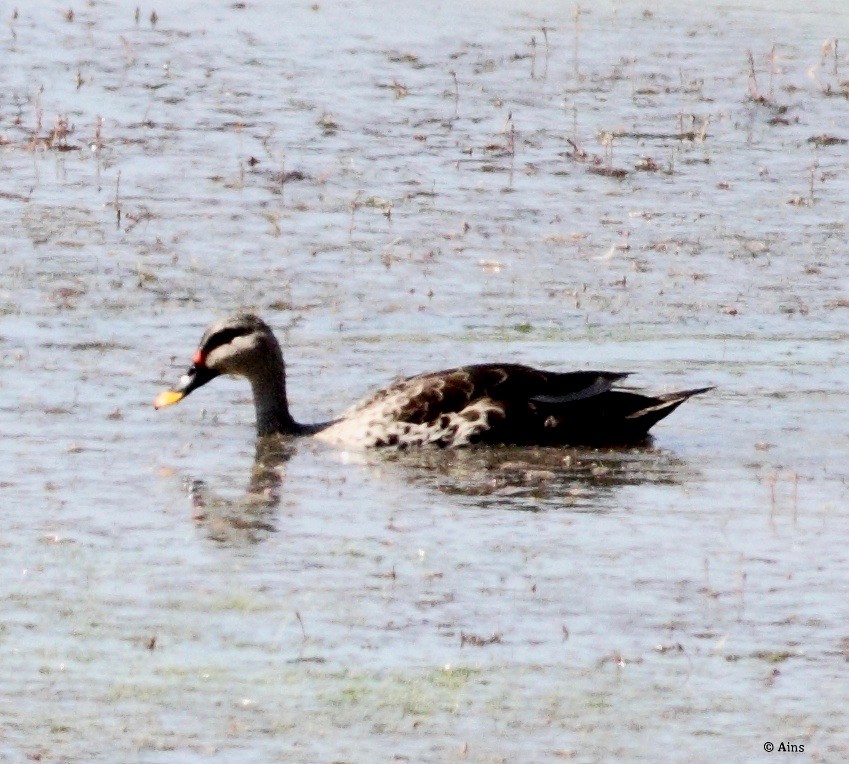 Indian Spot-billed Duck - ML146371621