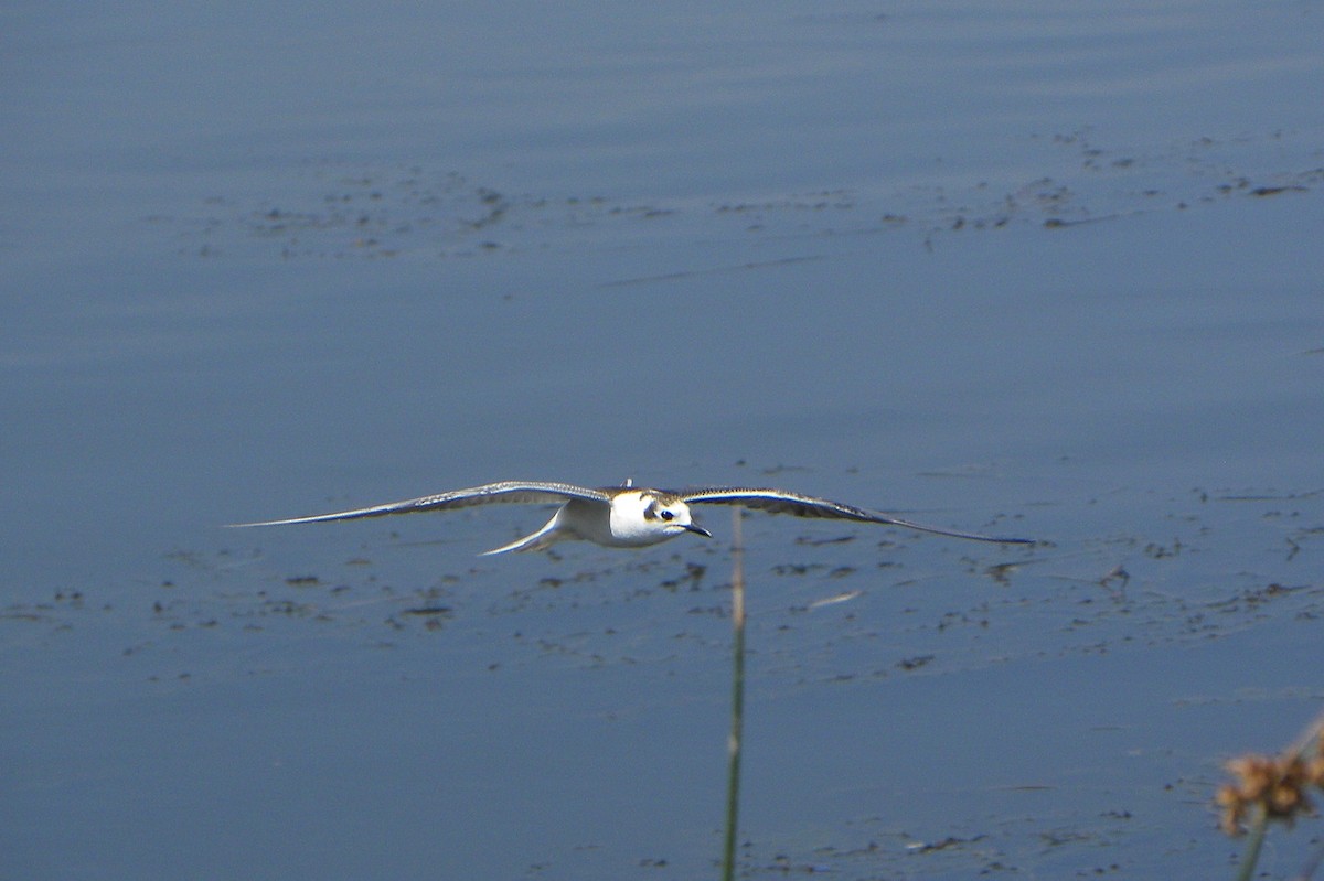 White-winged Tern - Miguel Rodríguez Esteban