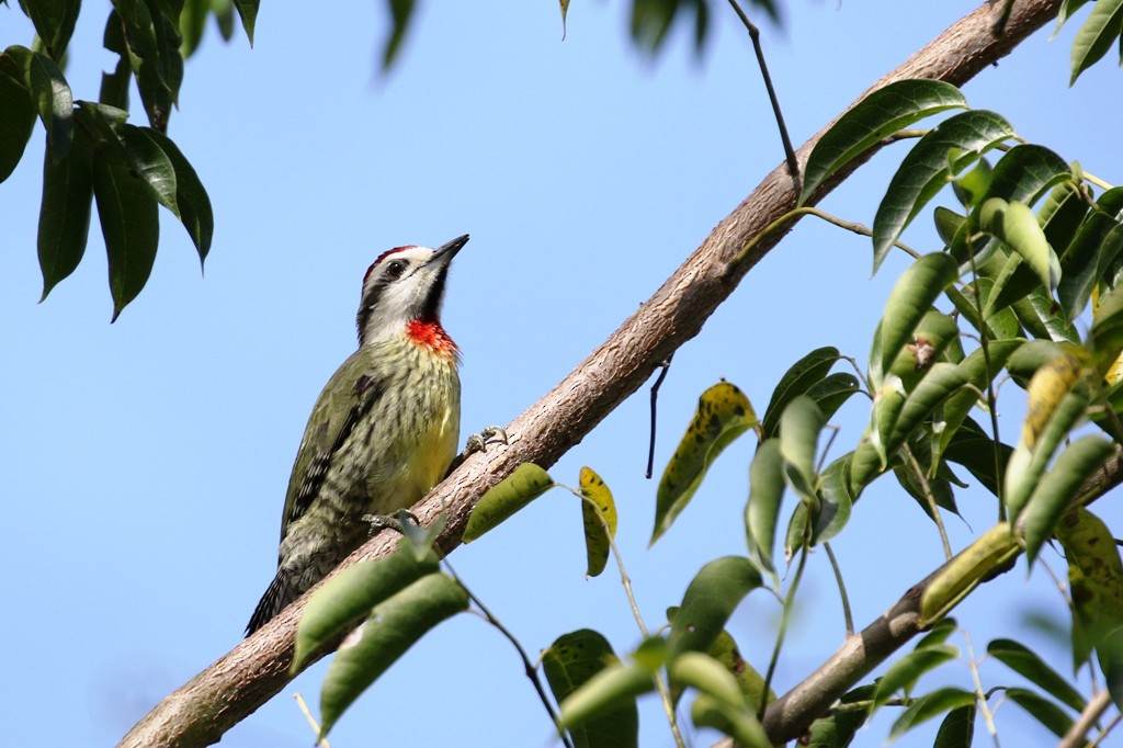 Cuban Green Woodpecker - Maurice Raymond