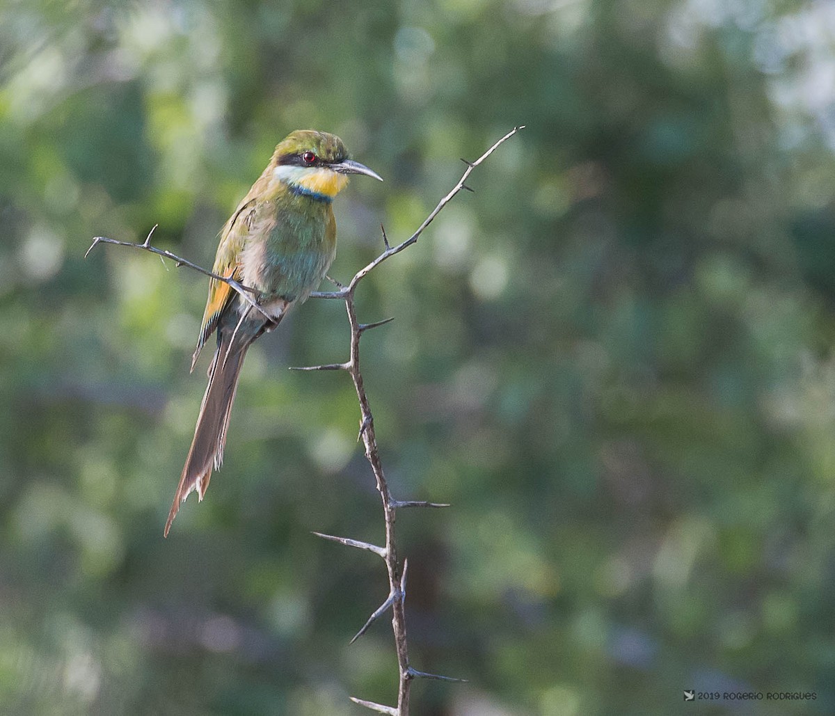 Swallow-tailed Bee-eater - Rogério Rodrigues