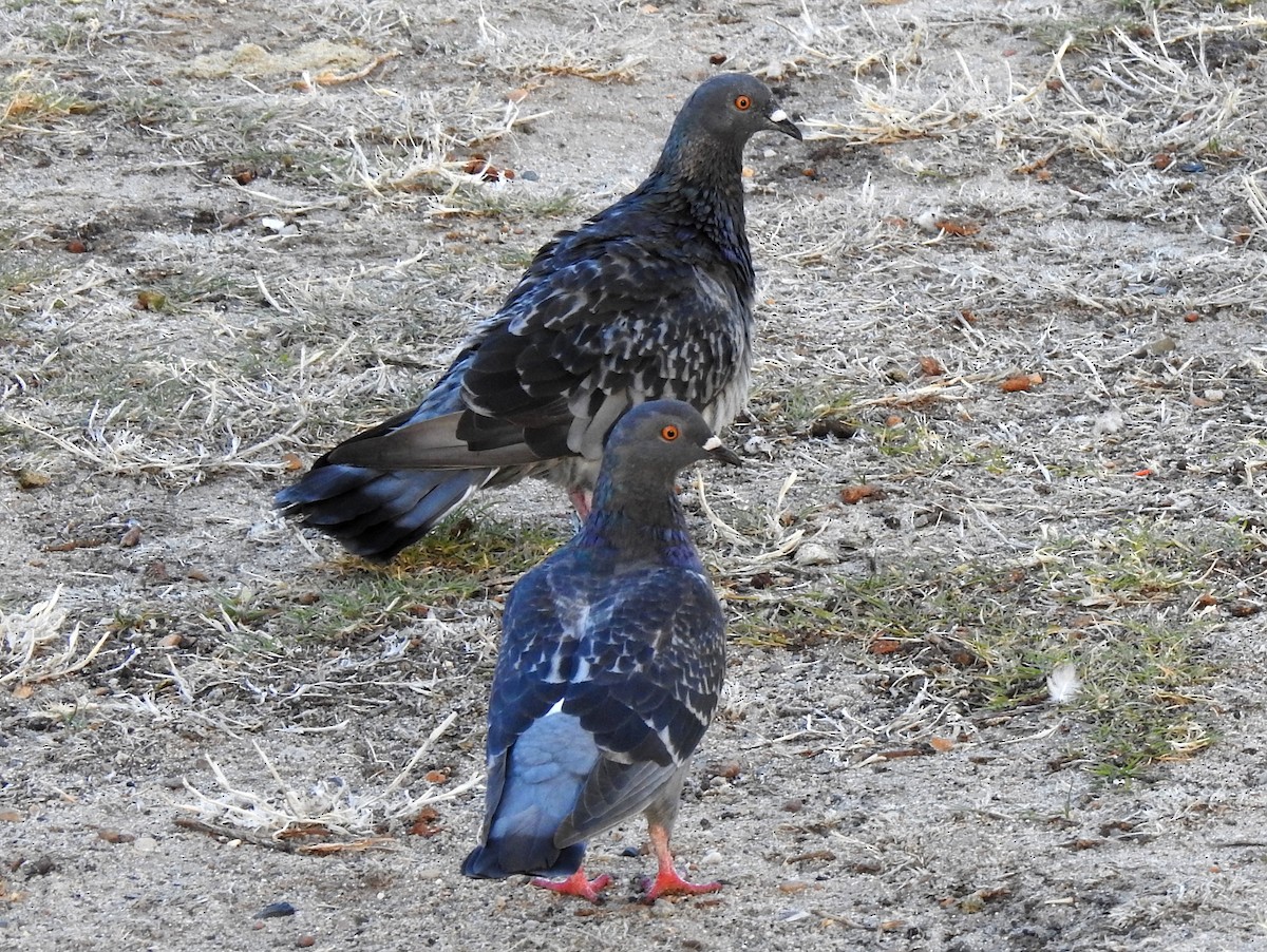 Rock Pigeon (Feral Pigeon) - bob butler