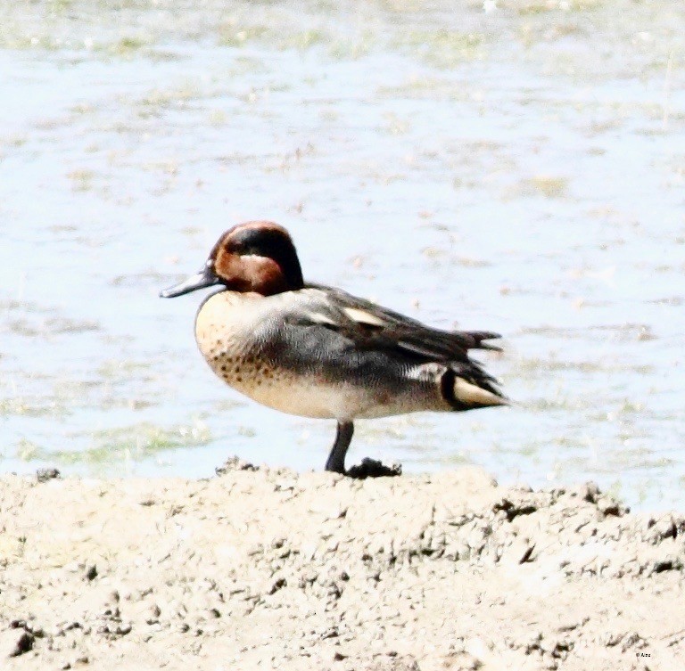Green-winged Teal - ML146374421