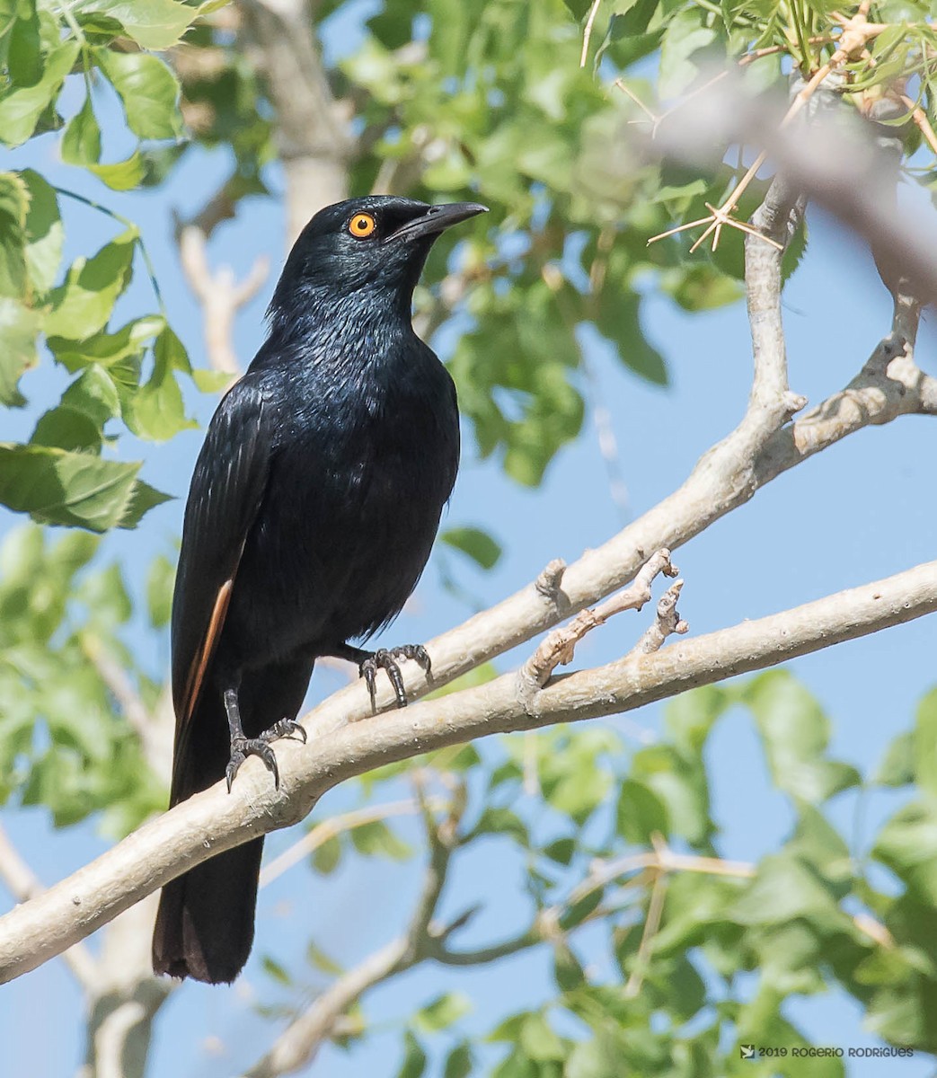 Pale-winged Starling - ML146375851