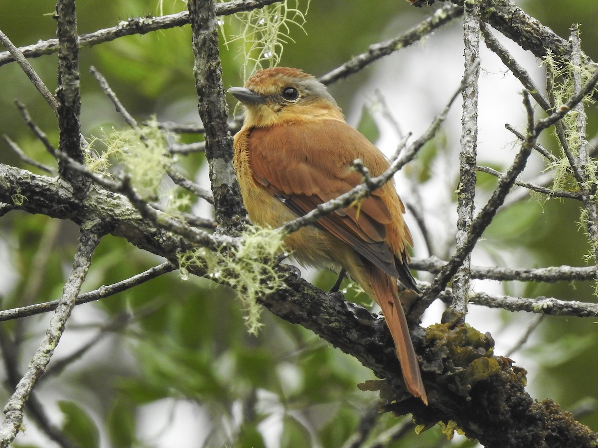 Chestnut-crowned Becard - Carla Moura