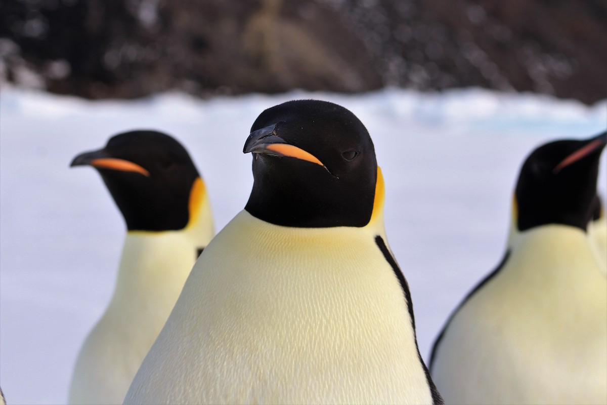 Emperor Penguin - Kenneth Zillig