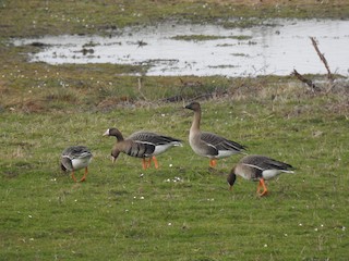 Tundra Bean-Goose, ML146380571