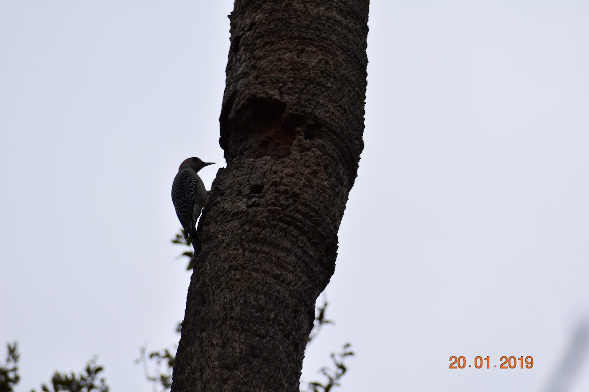 Red-bellied Woodpecker - ML146382041
