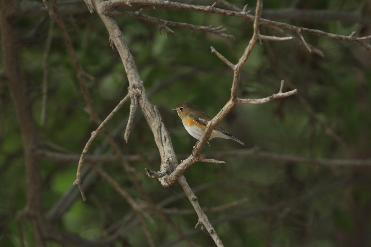 Red-flanked Bluetail - ML146384081