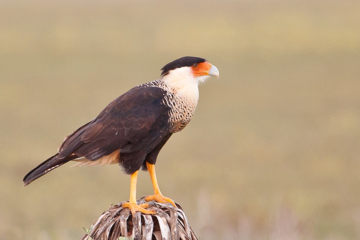 Crested Caracara (Northern) - Jim Hoover