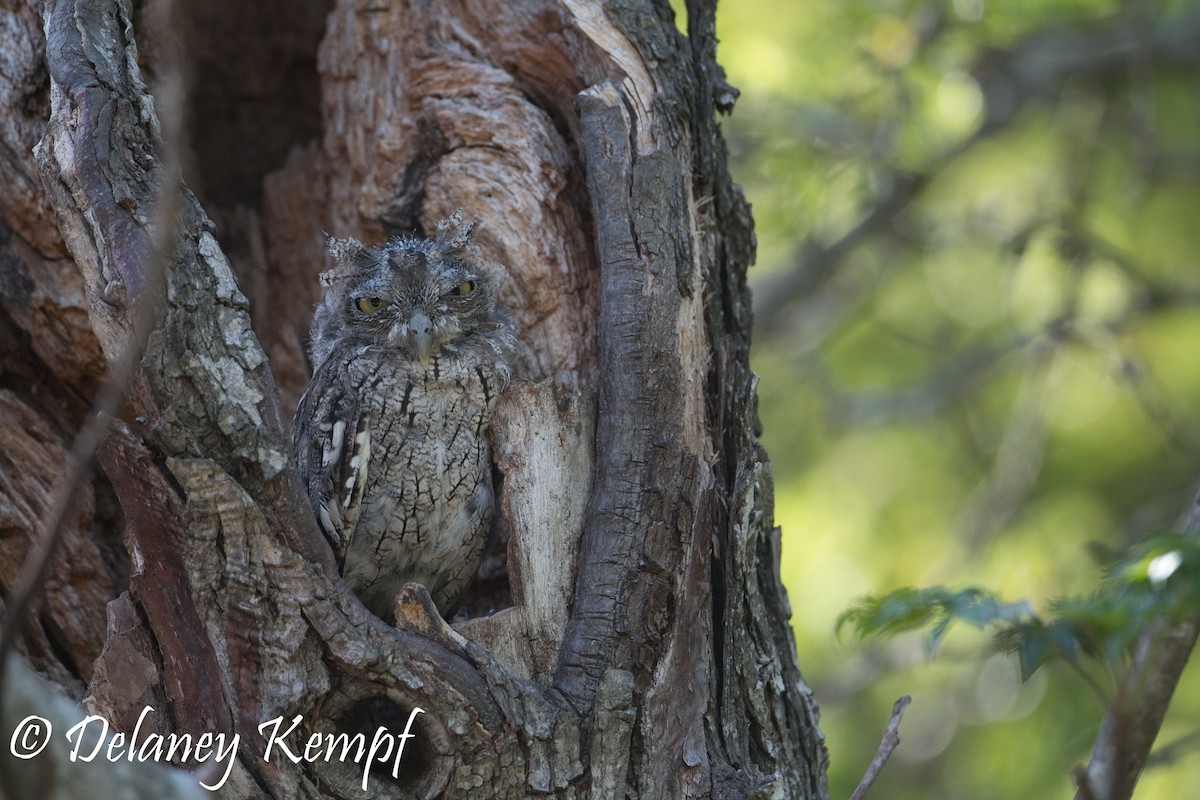 Eastern Screech-Owl (McCall's) - Delaney Kempf