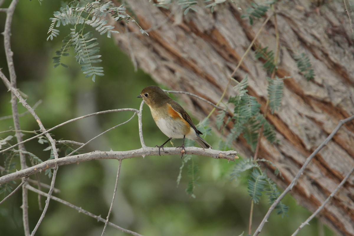 Red-flanked Bluetail - ML146384551